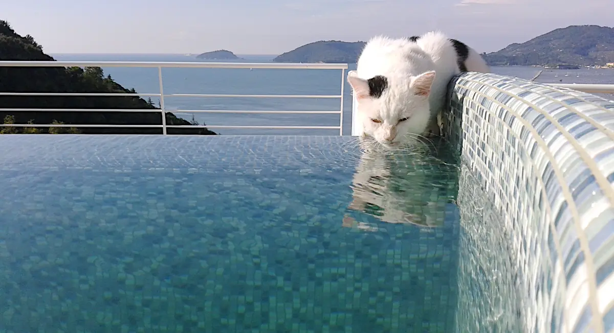 Gatto beve in piscina nel golfo di La Spezia.